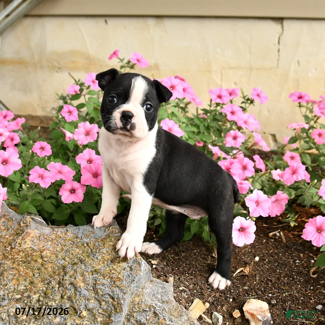 Boston Terrier dogs for sale: Biscuit - Ad 1