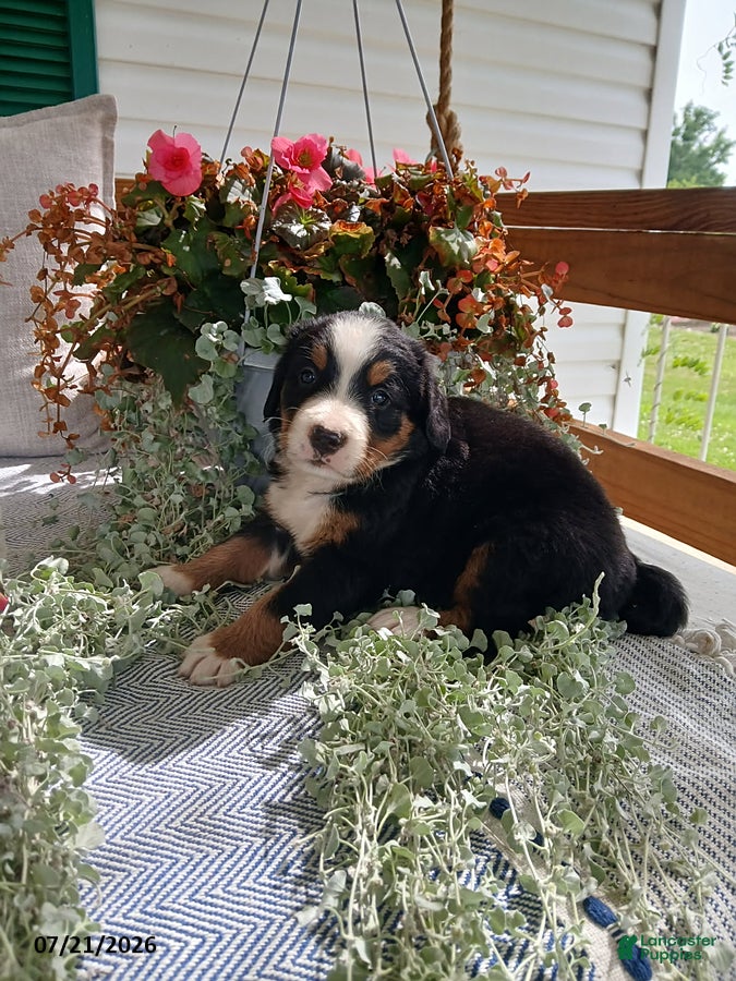 Bernese Mountain Dog dogs Amy - Ad 2