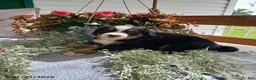 Bernese Mountain Dog dogs for sale: Amy - Ad 2