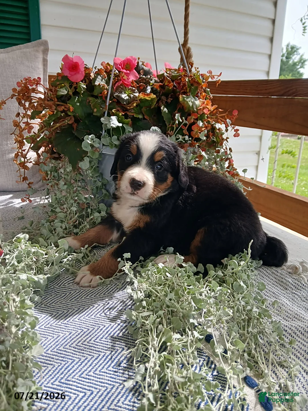 Bernese Mountain Dog dogs for sale: Amy - Ad 2