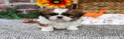 Shih Tzu dogs for sale: Dorothy - Ad 3