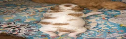 Mini Goldendoodle dogs for sale: Mini Goldendoodle Girl 3 - Ad 3