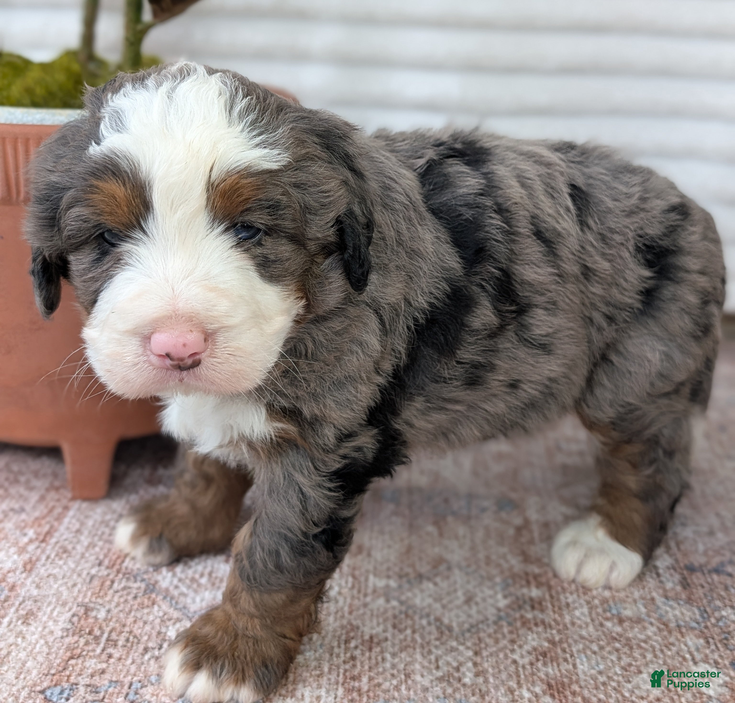 Bernedoodle dogs for sale: Spencer - Ad 9