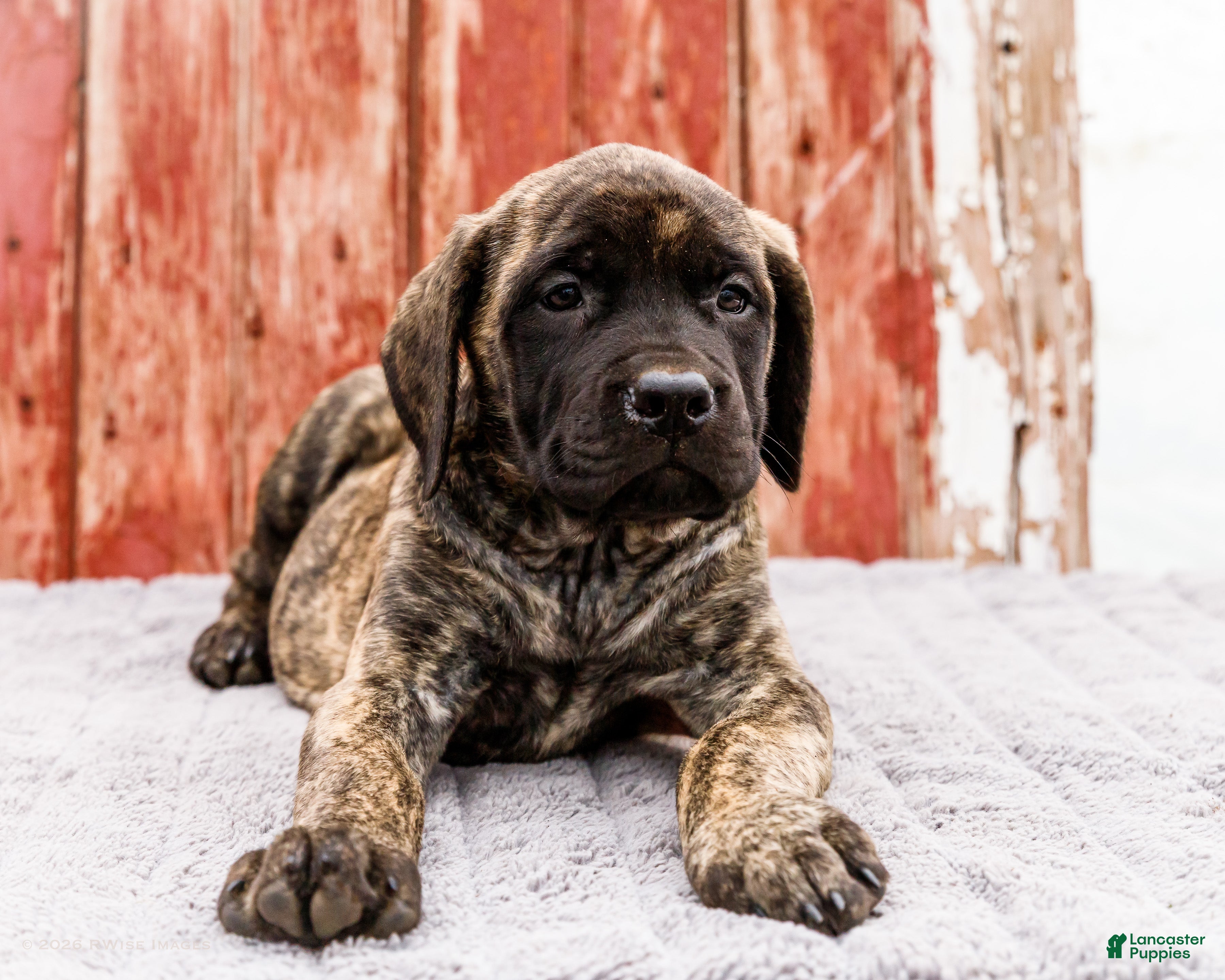 English Mastiff dogs Mackenzie - Ad 2
