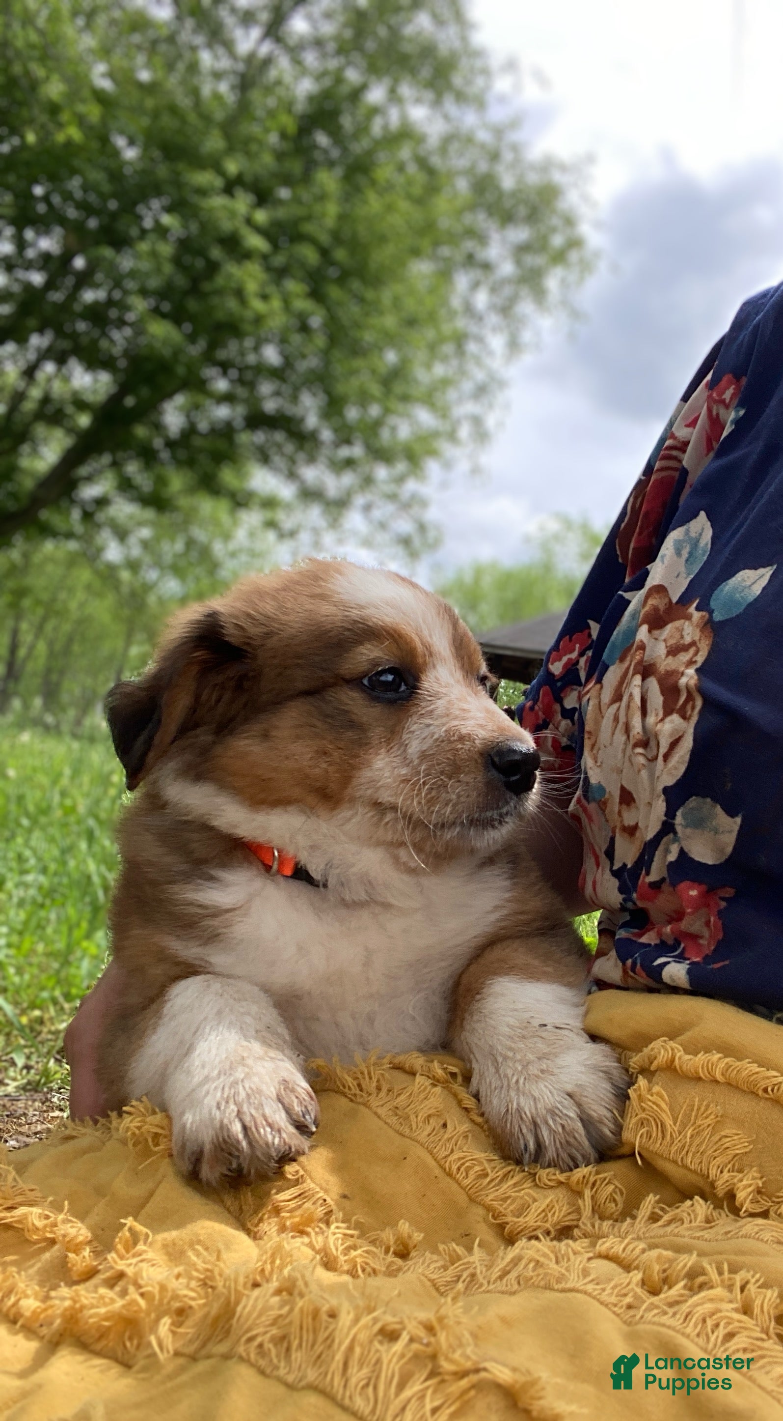 Mixed Breed dogs for sale: ♥️NELLIE MAE♥️ - Ad 8