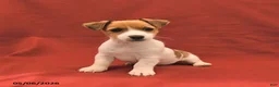 Jack Russell Terrier dogs for sale: Mary - Ad 3