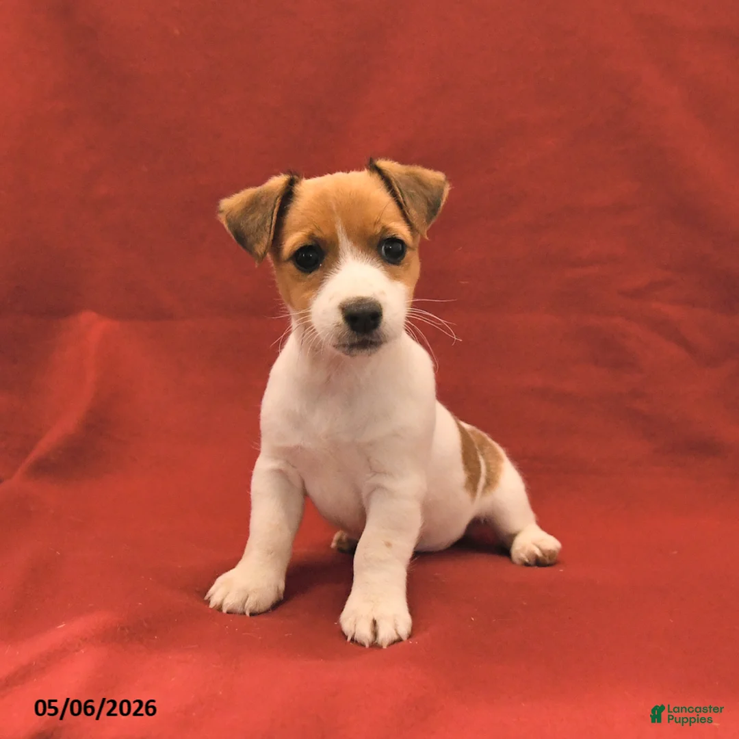 Jack Russell Terrier dogs for sale: Mary - Ad 3