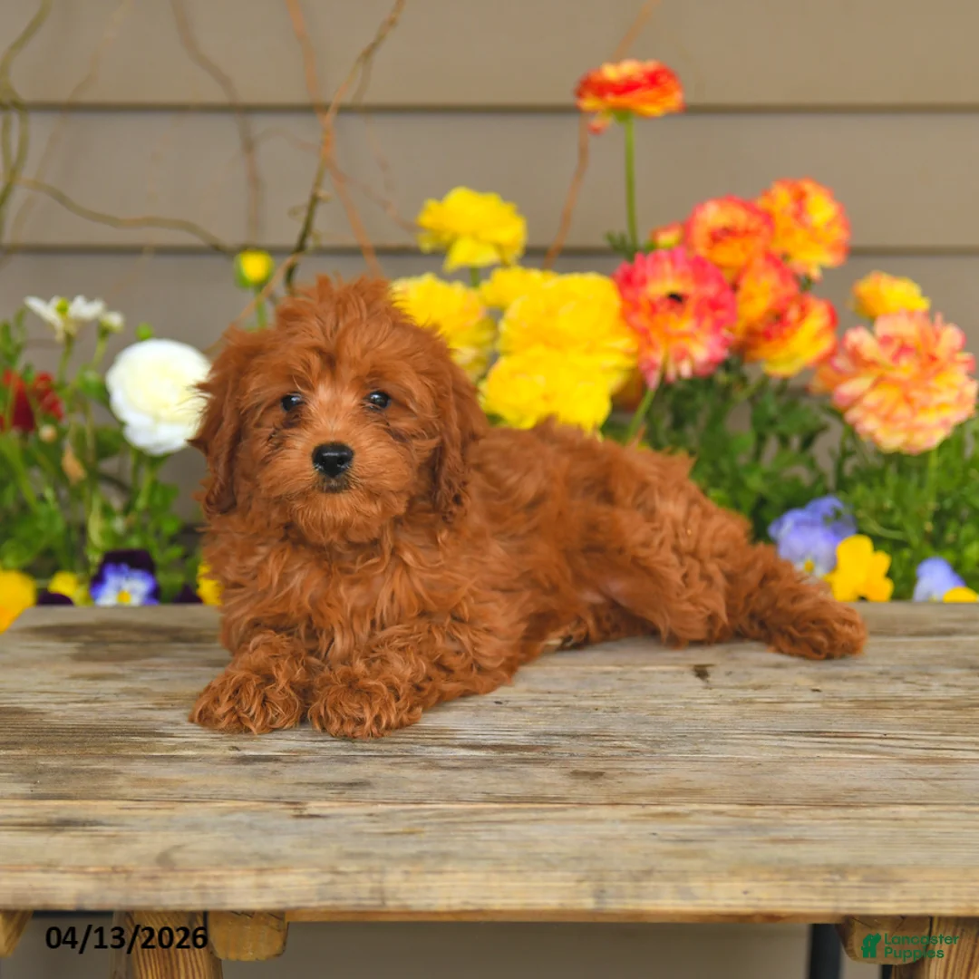 Cavapoo dogs for sale: Archie - Ad 2