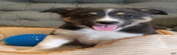 Mixed Breed dogs for sale: Dakota  - Ad 3
