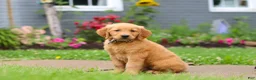 Golden Retriever dogs for sale: Buster - Ad 2