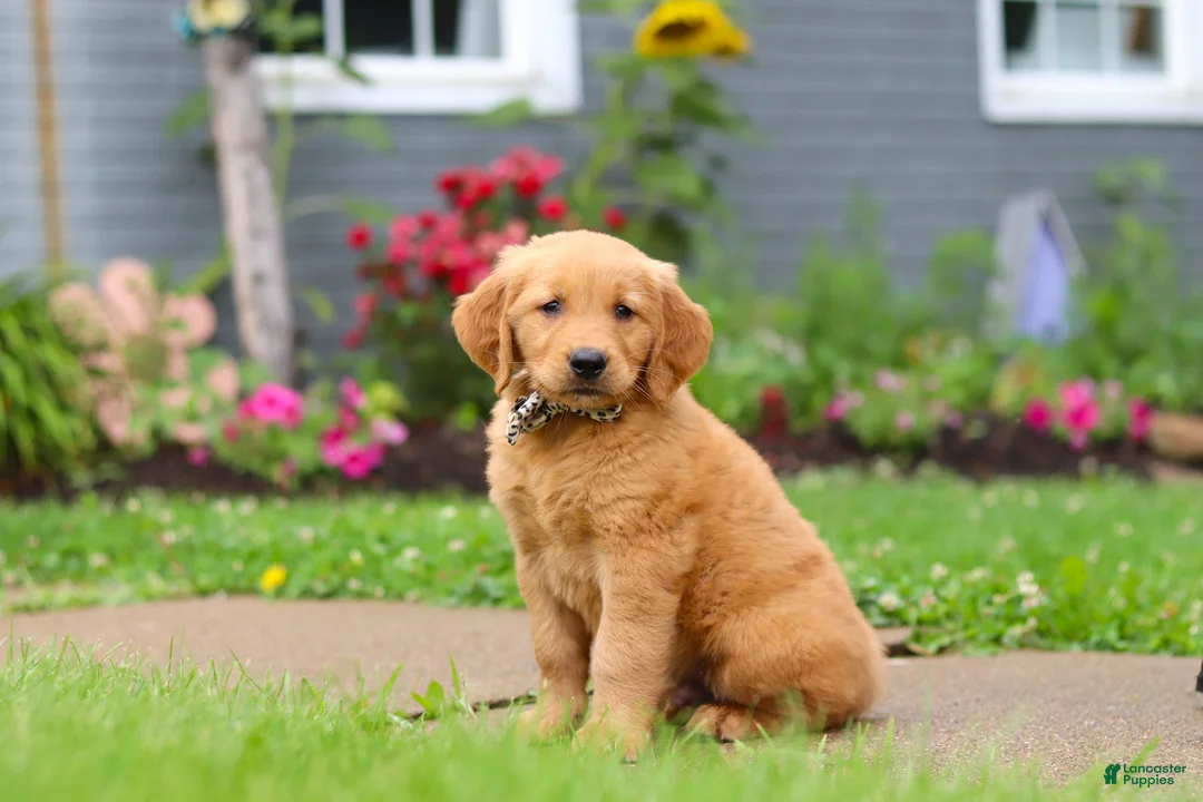 Golden Retriever dogs for sale: Buster - Ad 2