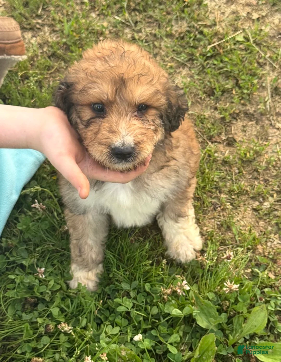 Aussiedoodle dogs for sale: Aussiedoodle Puppy 2 - Ad 2