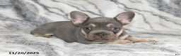 French Bulldog dogs for sale: Love Bug - Ad 12