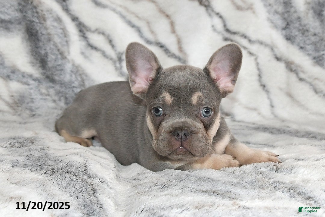 French Bulldog dogs for sale: Love Bug - Ad 12