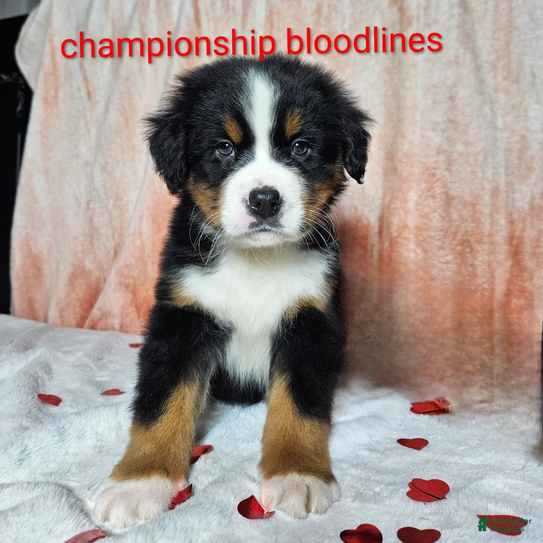 Bernese Mountain Dog dogs for sale: Archie - Ad 1