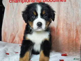 Bernese Mountain Dog dogs Archie - Ad 24