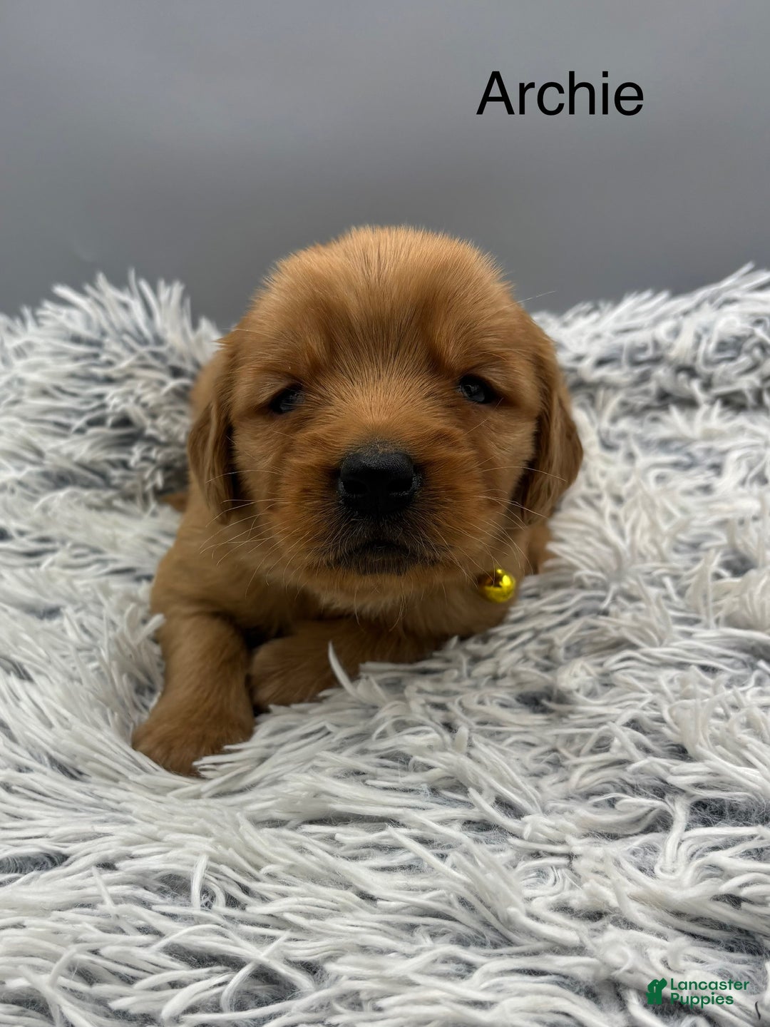 Golden Retriever dogs for sale: Archie. - Ad 7