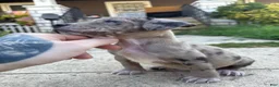 American Bully dogs for sale: Lily - Ad 15