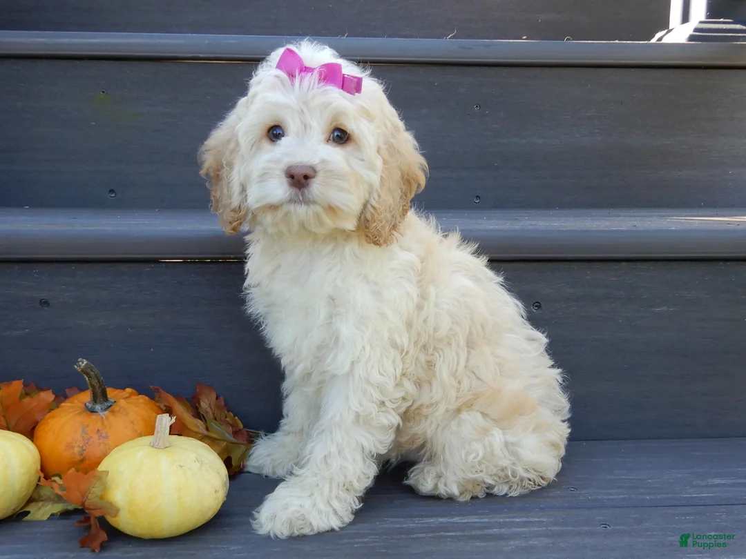 Cockapoo dogs for sale: Trixie - Ad 2