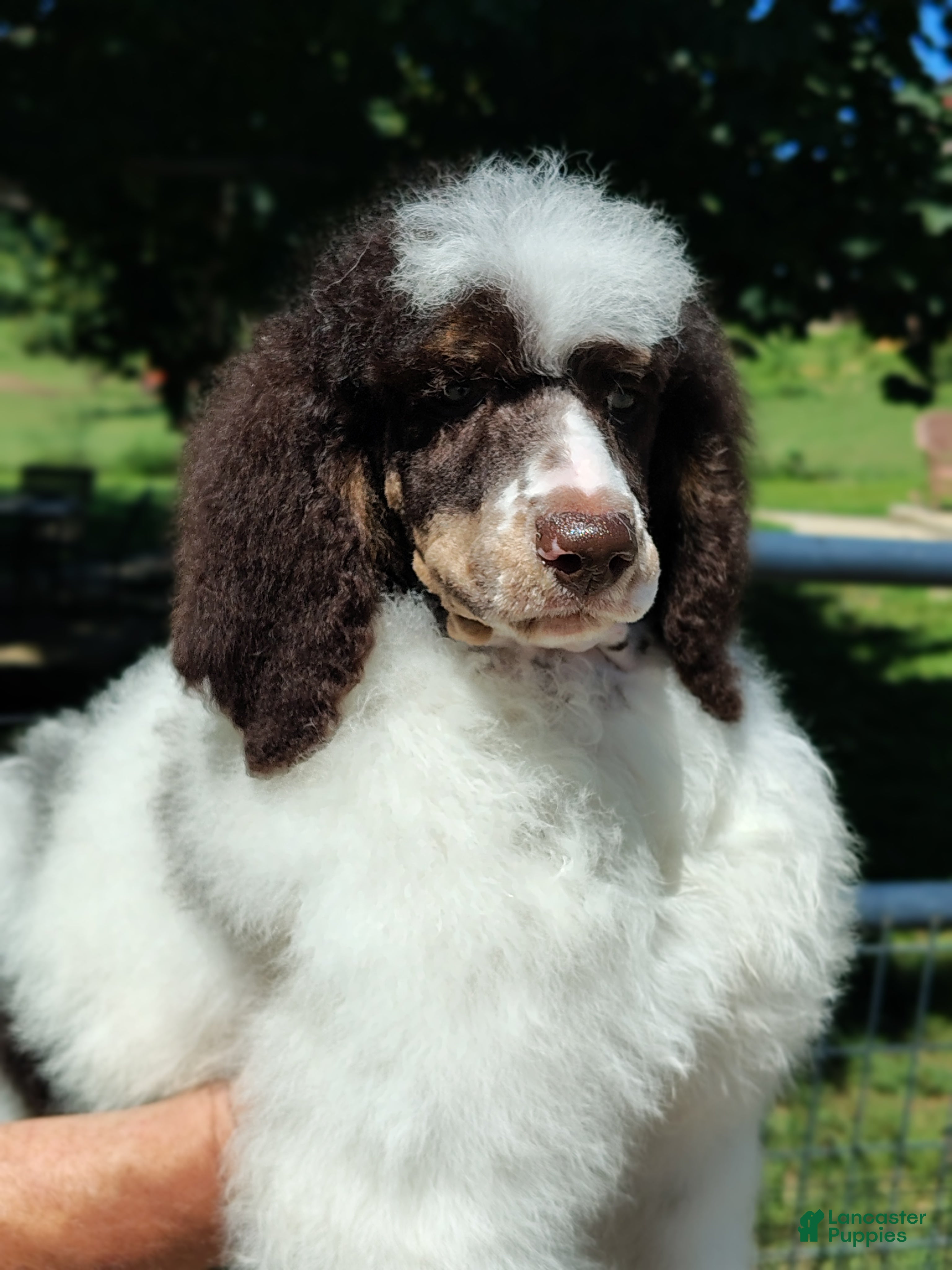 Standard Poodle dogs Cutlass  - Ad 1