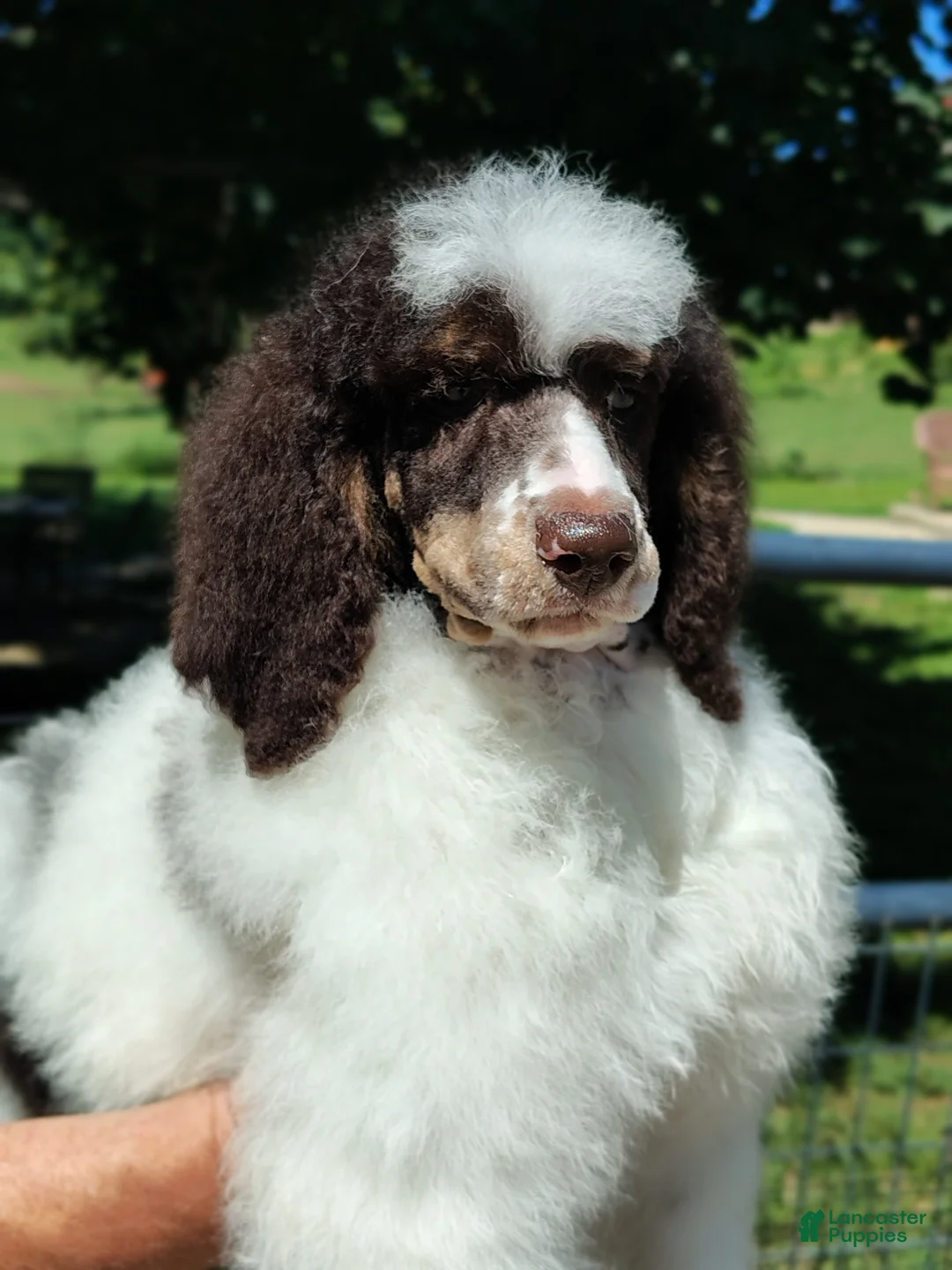 Standard Poodle dogs for sale: Cutlass  - Ad 2