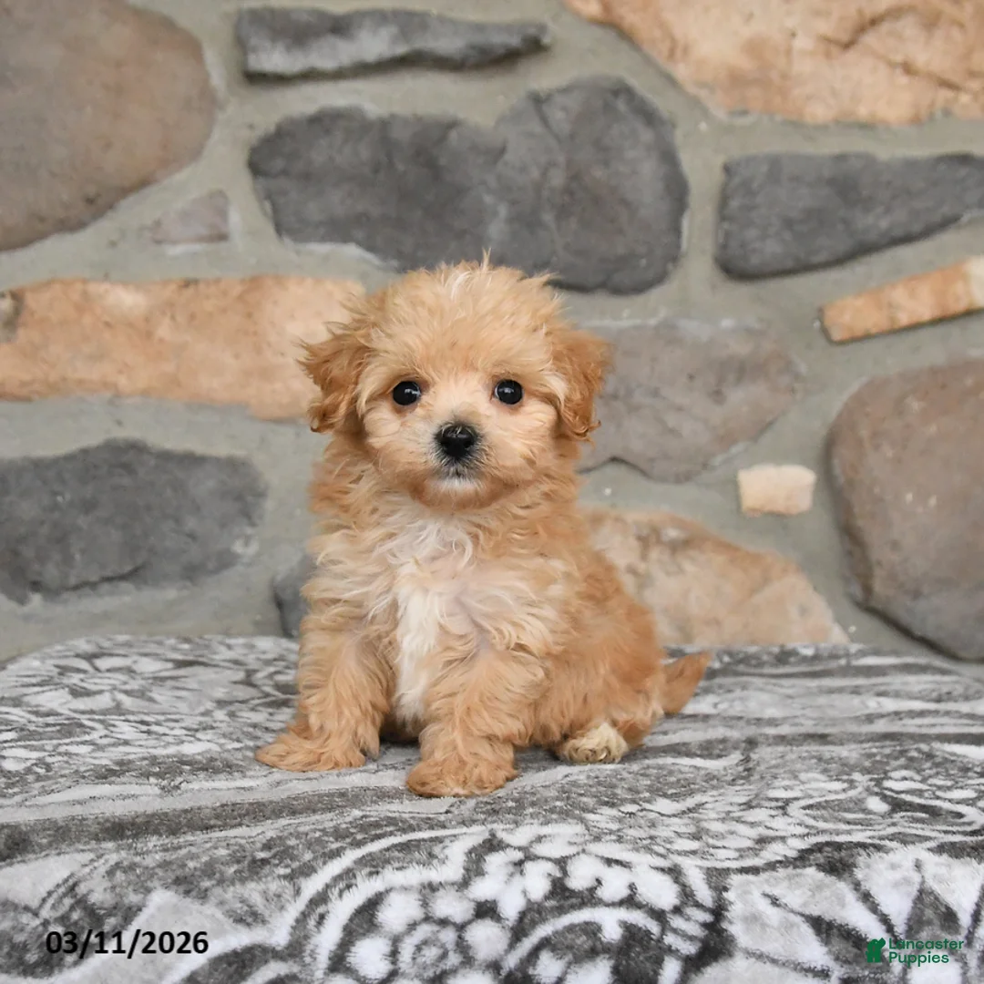 Maltipoo dogs for sale: Dakota - Ad 1