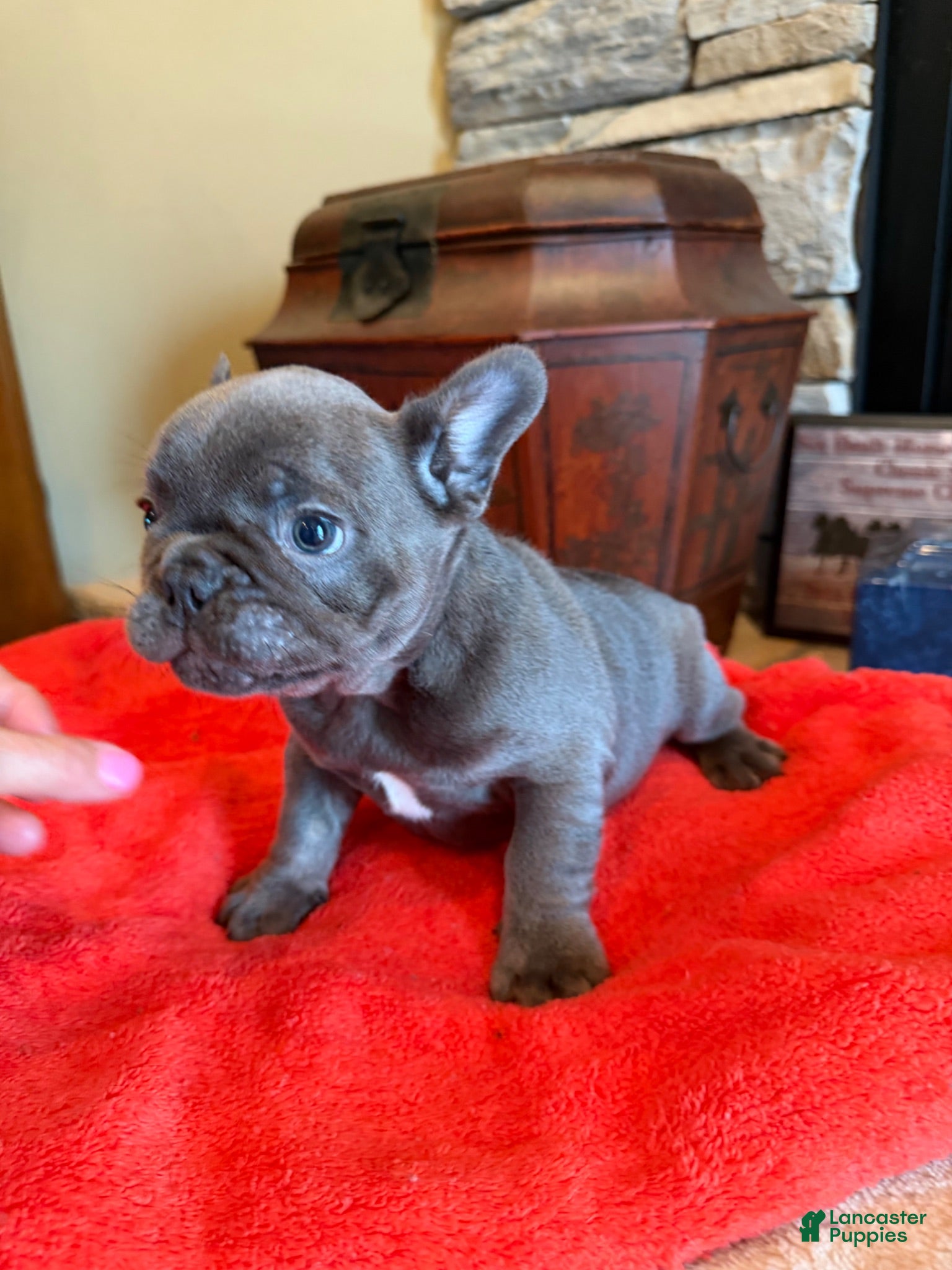 French Bulldog dogs Kenzi - Ad 1