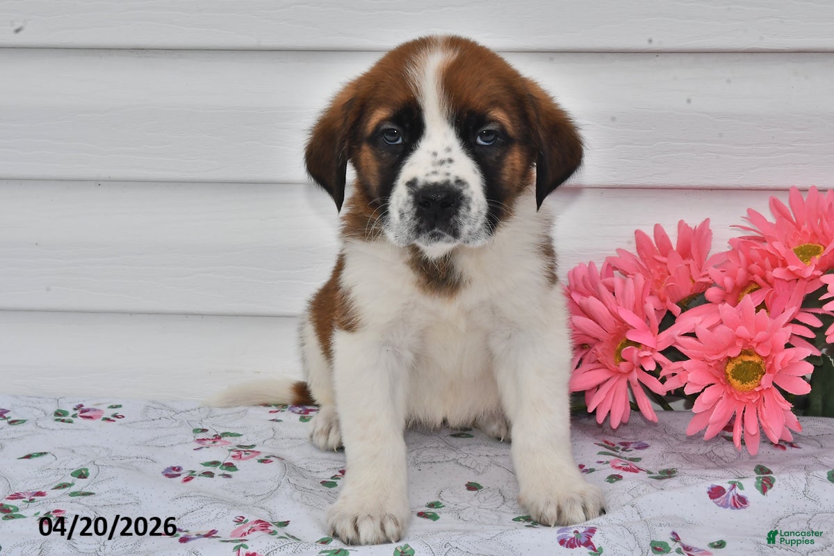 Saint Bernard dogs Bella   - Ad 1