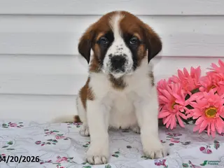 Saint Bernard dogs for sale: Bella - Ad 1