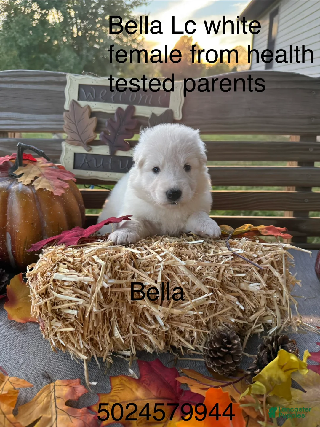 German Shepherd dogs for sale: Bella - Ad 2
