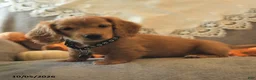 Miniature Dachshund dogs for sale: Sawyer - Ad 3