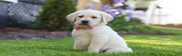 Labrador Retriever dogs for sale: Bela - Ad 4