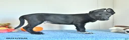 Belgian Malinois dogs for sale: Draco - Ad 13