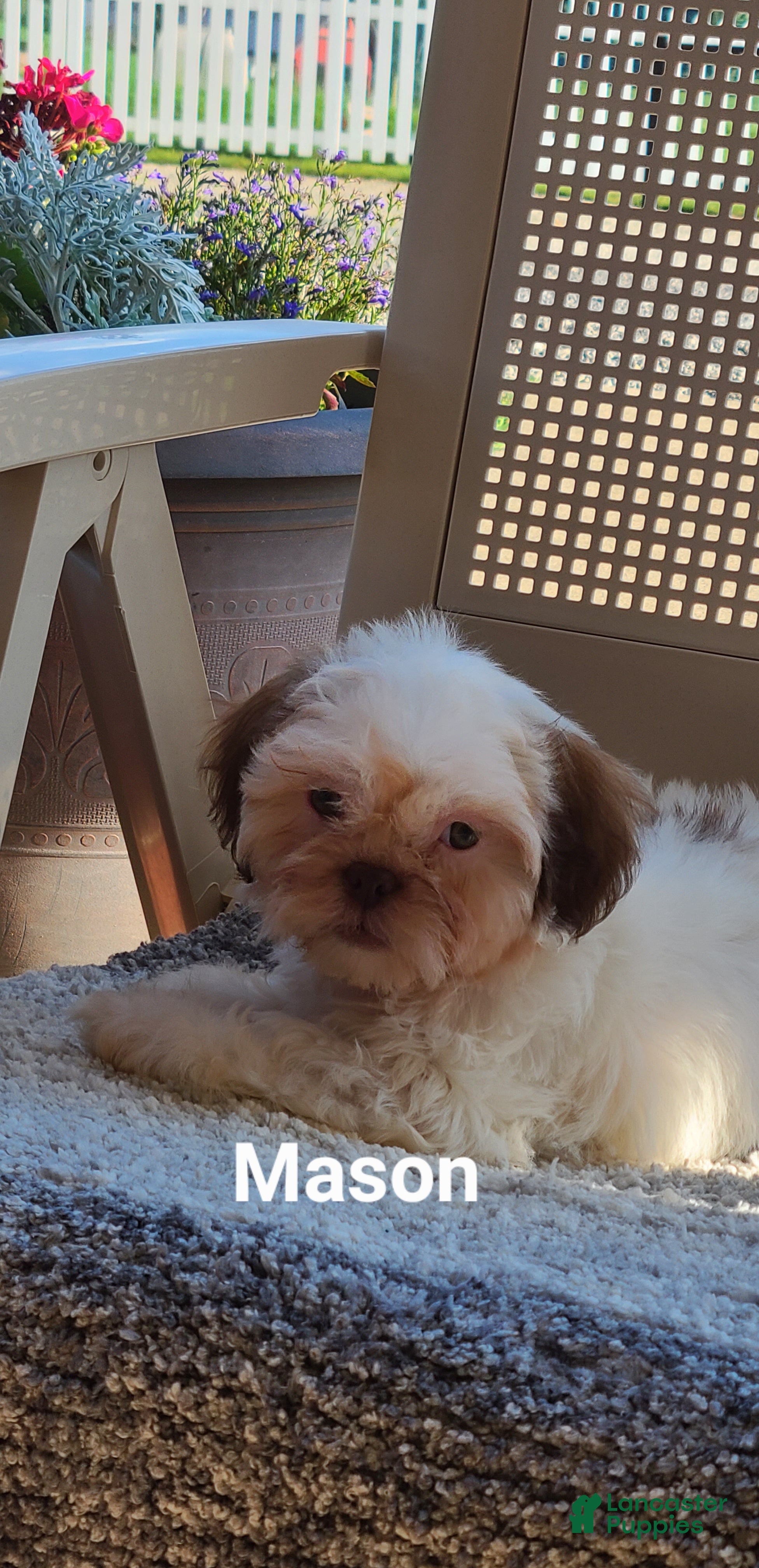 Shih Tzu dogs Mason - Ad 2