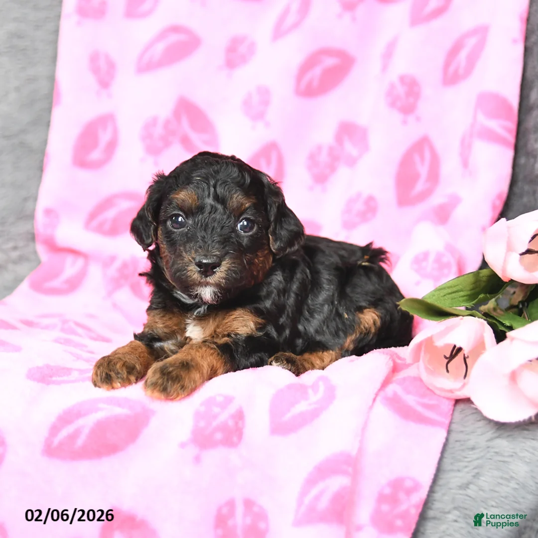 Bichpoo dogs for sale: Daisy - Ad 4