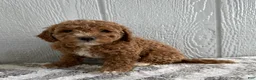 Mini Goldendoodle dogs for sale: Roxy - Ad 5