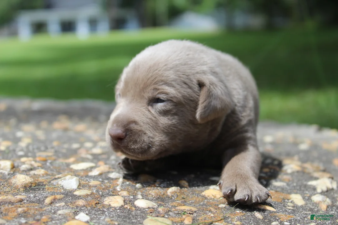 Labrador Retriever dogs for sale: Brody - Ad 2