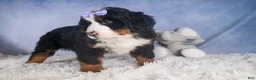 Bernese Mountain Dog dogs for sale: HONEY - Ad 2