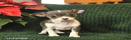 Chihuahua dogs for sale: Crystal  - Ad 2