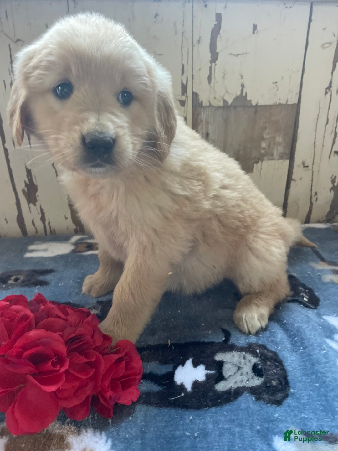 Mixed Breed dogs for sale: Snow - Ad 3