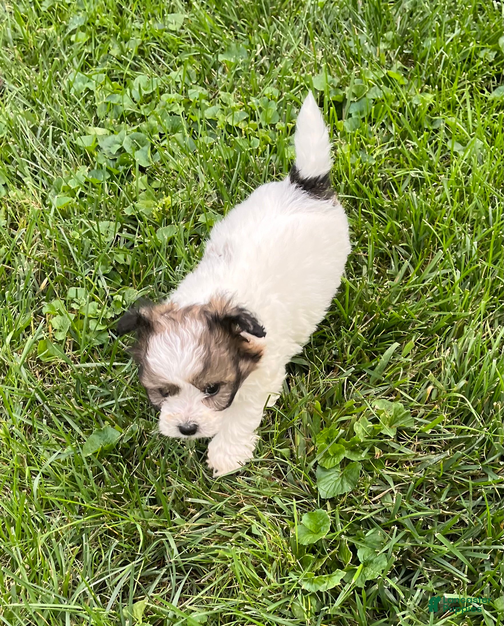 Mixed Breed dogs Milo - Ad 1