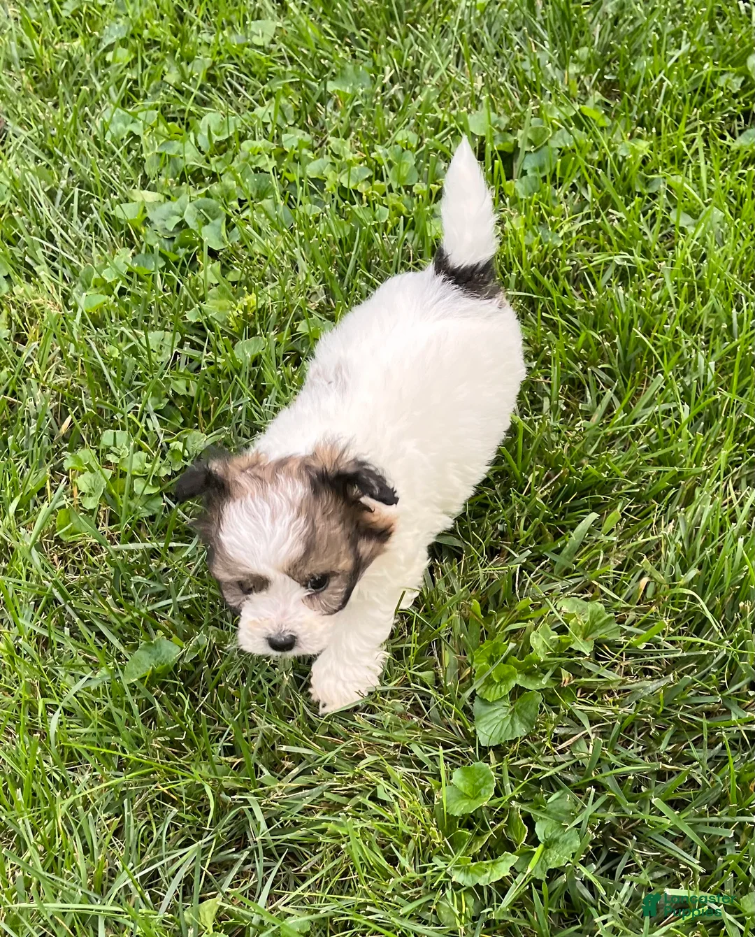 Mixed Breed dogs for sale: Milo - Ad 1