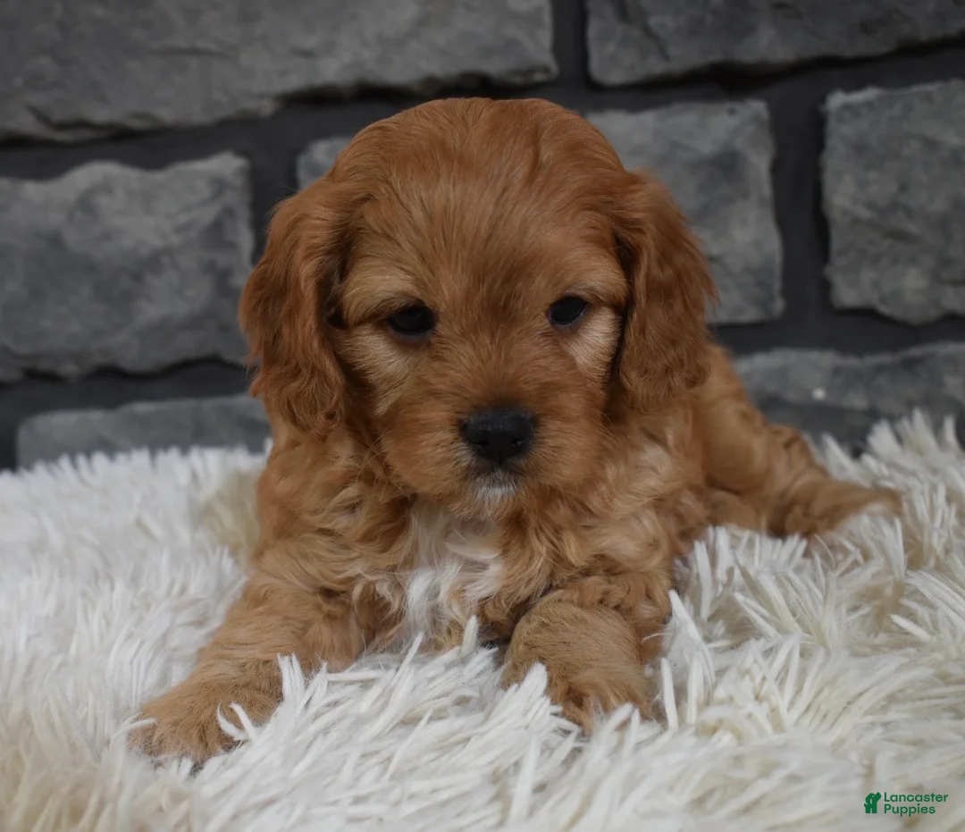 Cavapoo dogs for sale: Parker - Ad 4