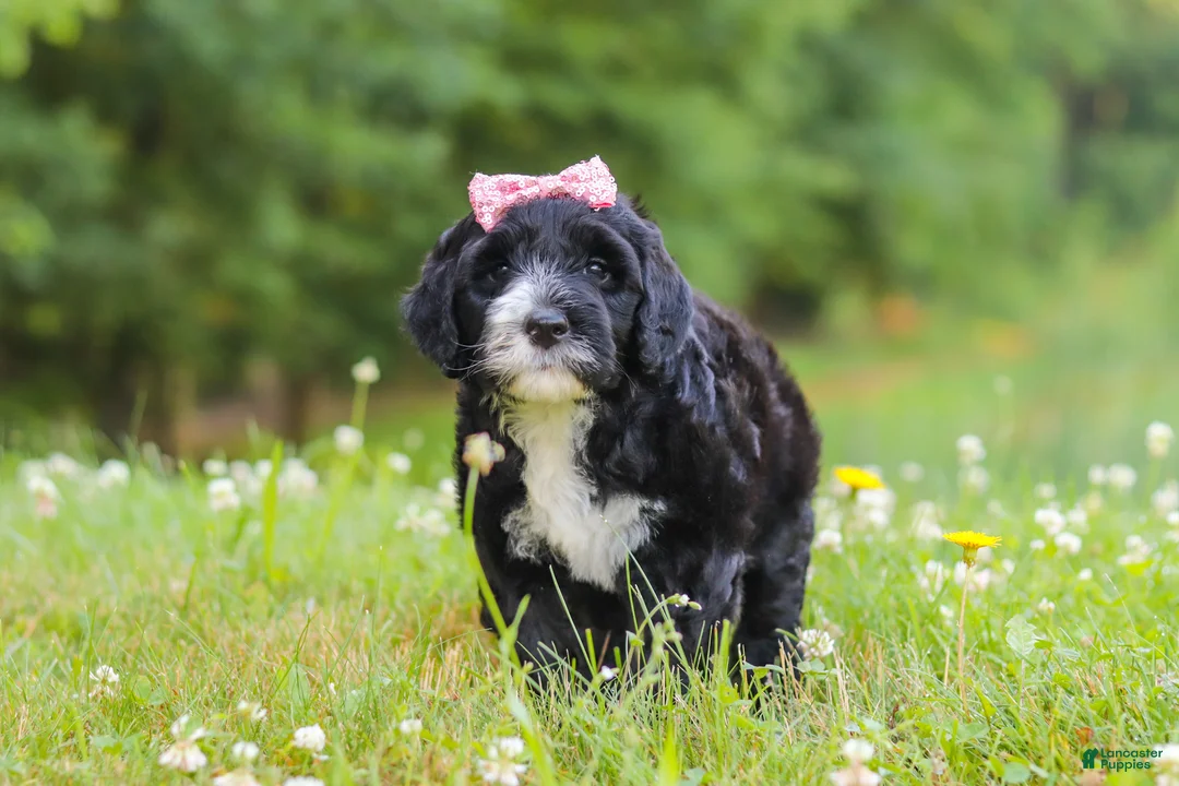 Portuguese Water Dog dogs for sale: Lavender - Ad 1