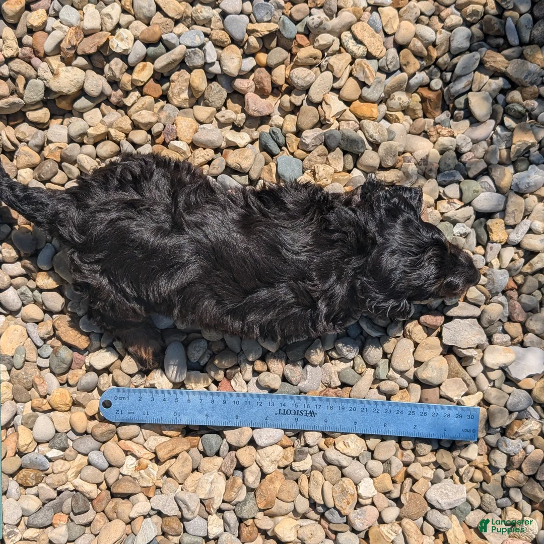 Miniature Dachshund dogs for sale: Coal - Ad 8