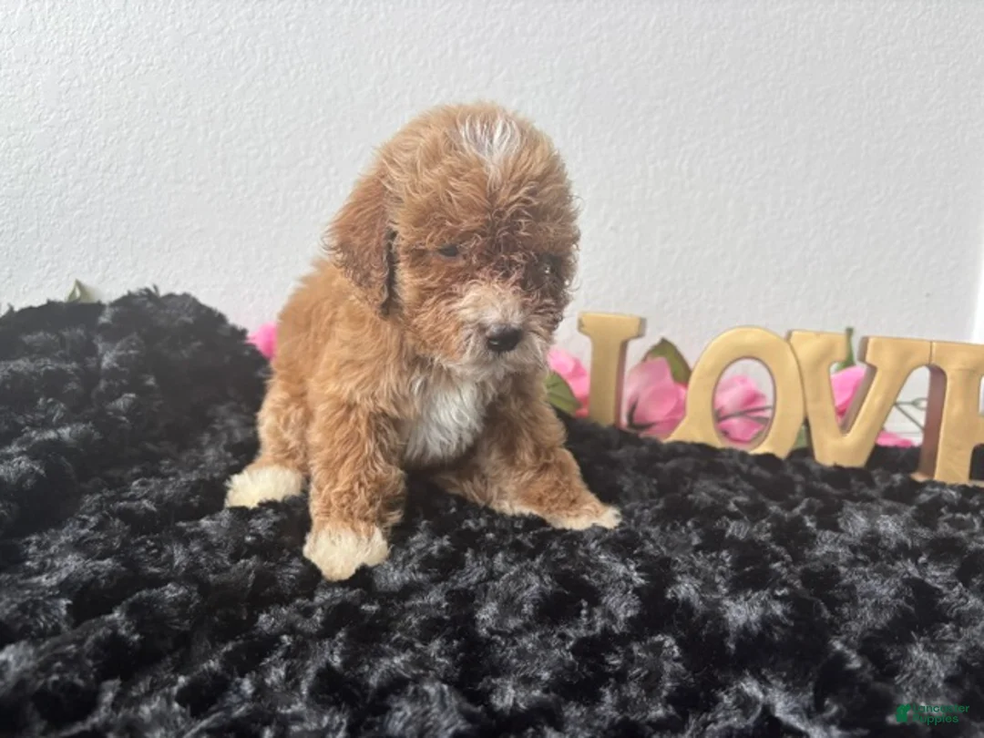 Mini Goldendoodle dogs for sale: Clint - Ad 1