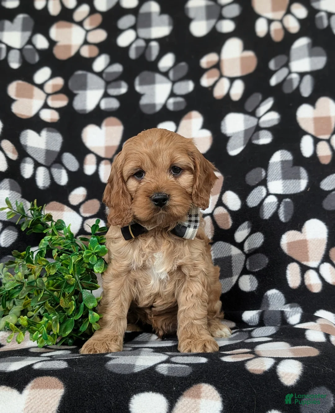 Cockapoo dogs for sale: Doyle - Ad 2