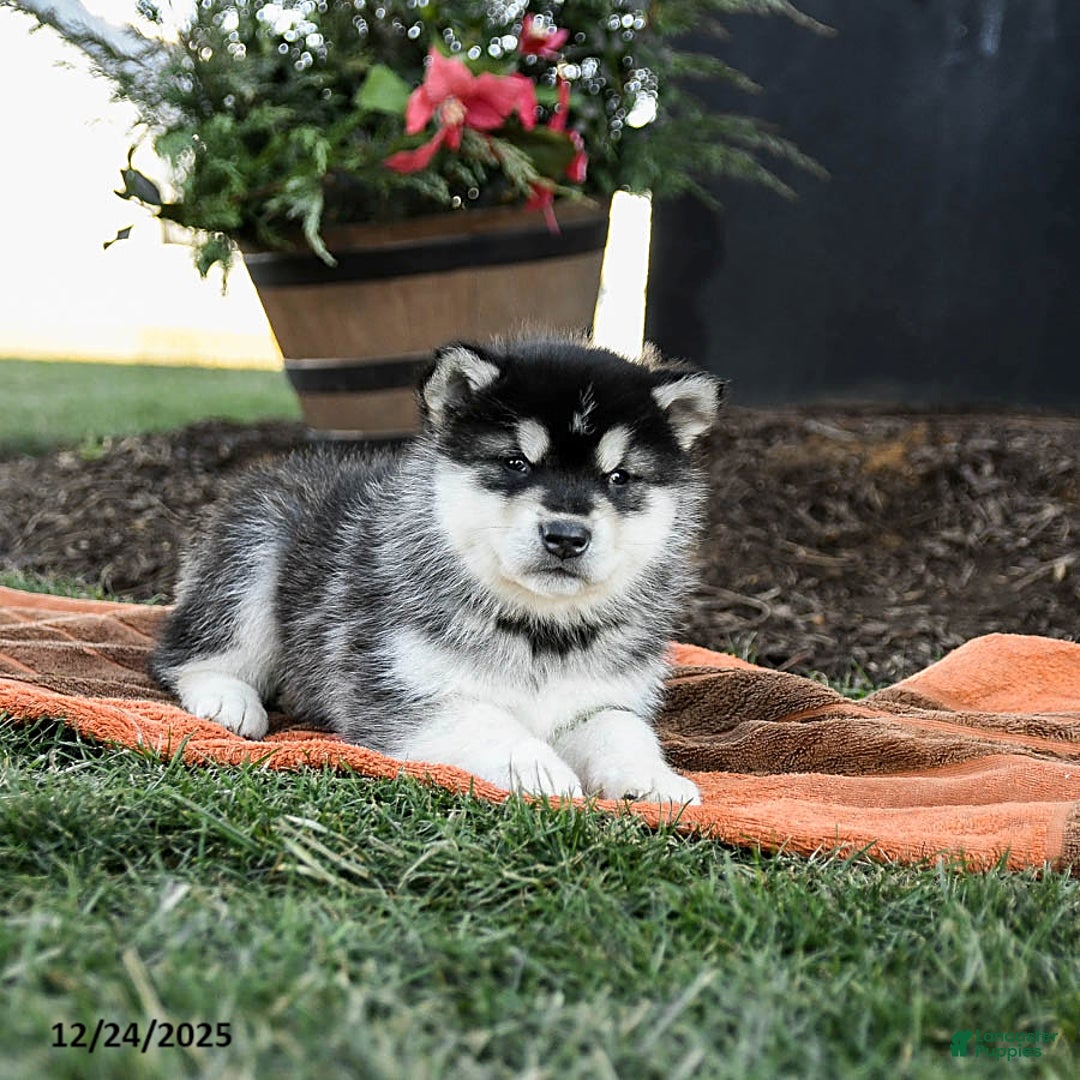 Alaskan Malamute dogs for sale: Jovi - Ad 4