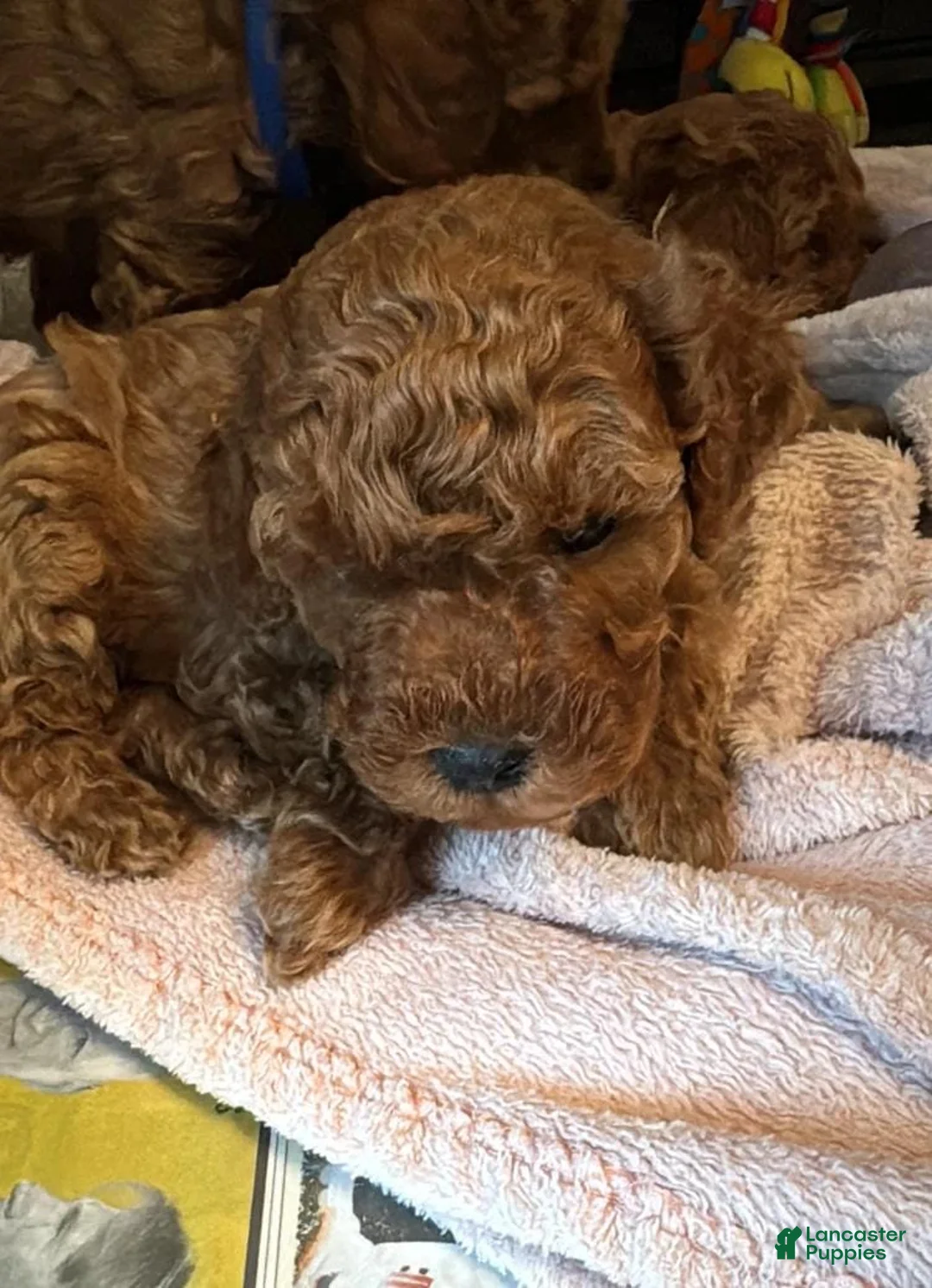 Cavapoo dogs for sale: Dave - Ad 15