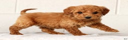 Mini Goldendoodle dogs for sale: Laina - Ad 3
